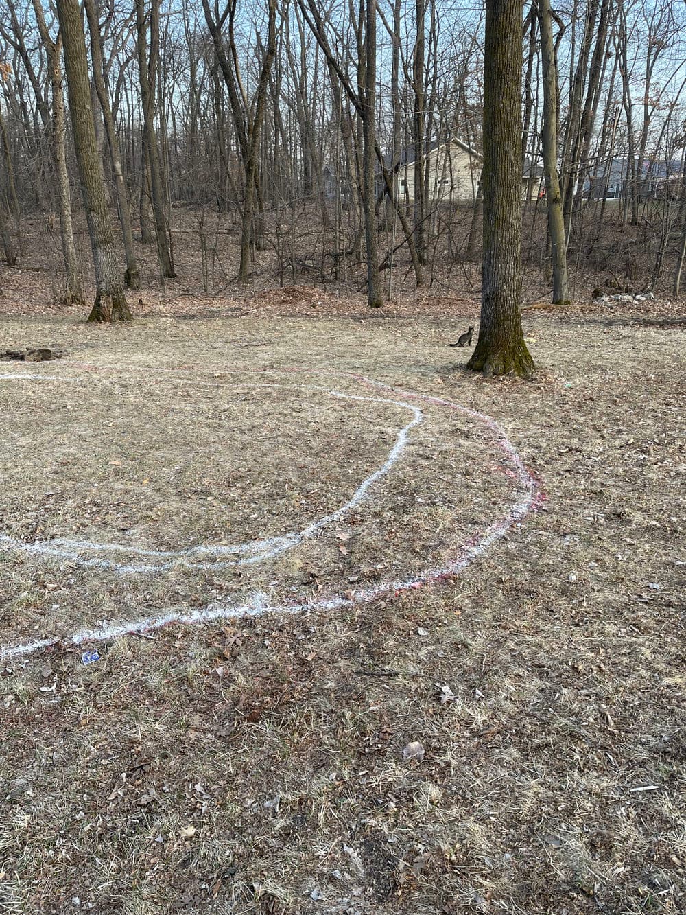 Curved chalk outline on a grassy area in a wooded park, indicating a path or boundary.